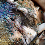 Beth Collar, Harm Coordes & Luisa Recker, Alex Hojenski sowie Pierre Allain und Jashua Bustos Chumasero:Produced on the Skin - 11301