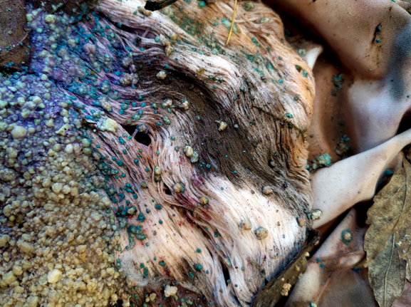 Beth Collar, Harm Coordes & Luisa Recker, Alex Hojenski sowie Pierre Allain und Jashua Bustos Chumasero:Produced on the Skin