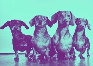 Ylla (Camilla Henriette Koffler), Four Dachshunds, um 1948